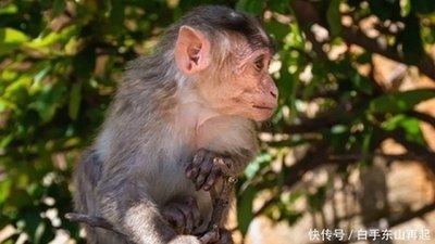 2025年生肖猴几月事业运最差 工作压力最大
