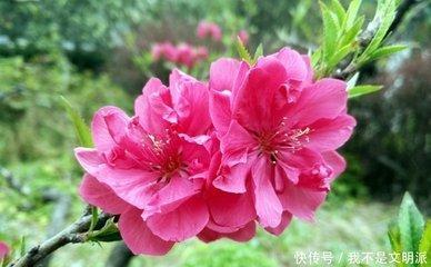 2025年生肖猴桃花运好不好 如何提升桃花运势