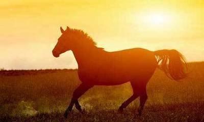 2025年下半年属马人运势整体情况 2025年下半年属马人运势整体情况