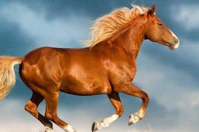 2025年下半年属马人运势整体情况