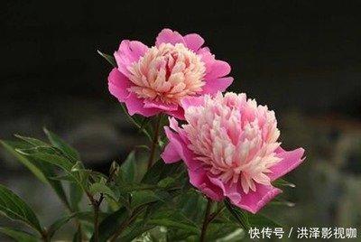 1988年8月10日晚上23-24点出生性格、运势和命运