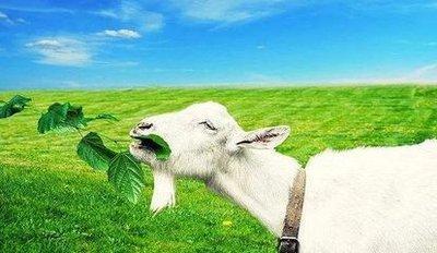 2026年生肖羊几月财运最差 易招破财之灾