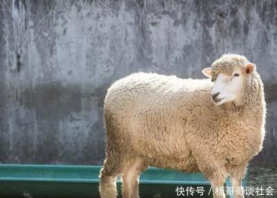 2026年生肖羊几月财运最差 易招破财之灾