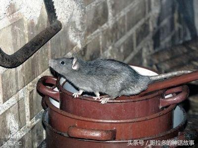 今年属鼠的运气怎么样 如何提升财运
