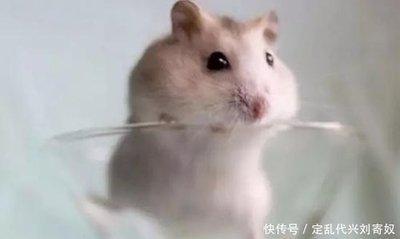 今年属鼠的运气怎么样 如何提升财运