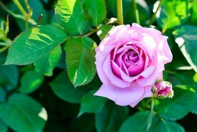 2025年生肖虎几月桃花运最旺 脱单希望最大