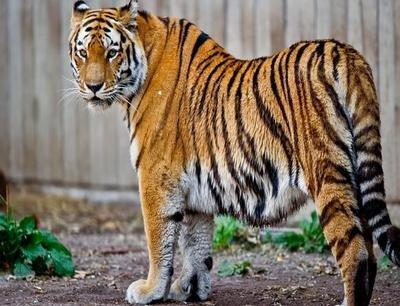 从1946年属什么推断该生肖人2025年财运情况 从1946年属什么推断该生肖人2025年财运情况