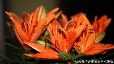 2025年中属羊的人情感运势如何看命中吉星