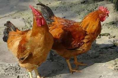 93年女鸡配对属相 93年出生的属鸡女的最佳配对