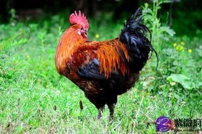 93年女鸡配对属相 93年出生的属鸡女的最佳配对 93年女鸡配对属相 93年出生的属鸡女的最佳配对