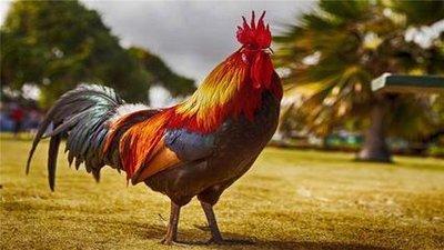 93年属鸡的姻缘在哪年最佳属相婚配表详解