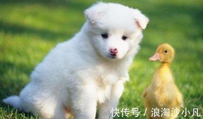 做事小心翼翼的是什么生肖 处事小心的生肖是哪几个