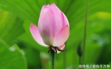 1986年9月21日下午13-15点出生性格、运势和命运