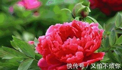 做事认真努力又勤奋的三大生肖事业有成