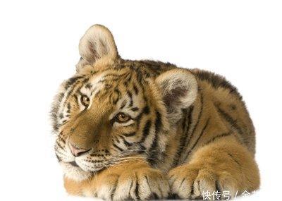 做事认真的动物猜生肖 做事态度很好