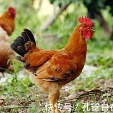 2025年先苦后甜的生肖 时来运转生活幸福