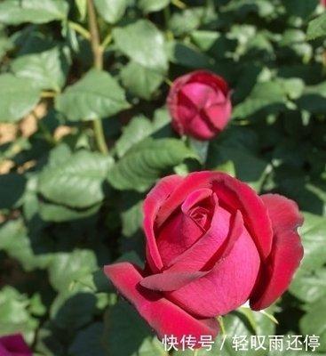 2025年先苦后甜的生肖 时来运转生活幸福