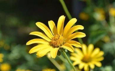 下周运势最好的3大生肖，哪方面运势最好