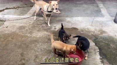 做梦梦到狗是什么征兆(女人做梦梦到狗是什么征兆)