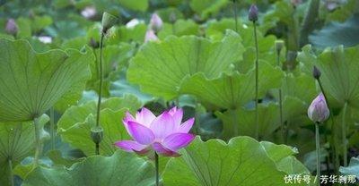 2025年八月贵人运事业顺畅的生肖