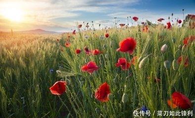 1985年11月14日上午9-11点出生性格、运势和命运