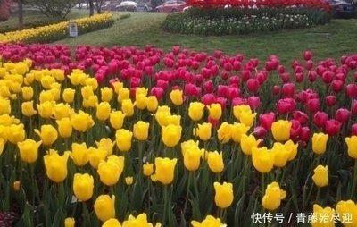 1985年11月21日晚上19-21点出生性格、运势和命运