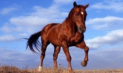 2025属马的今年运势怎么样 属马人今年运势详解