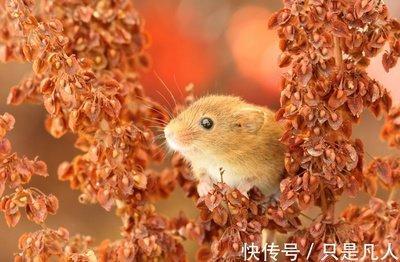 2025属鼠的几月出生最好命 日子会很顺利 2025属鼠的几月出生最好命 日子会很顺利