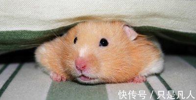 2025属鼠的几月出生最好命 日子会很顺利 2025属鼠的几月出生最好命 日子会很顺利