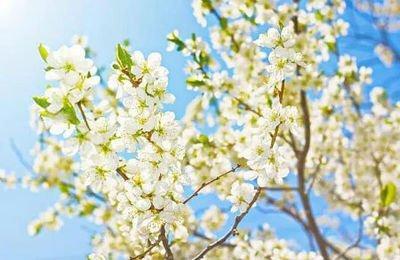 2025年农历三月二十五出殡可不可以