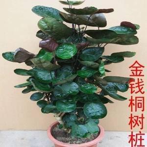 关于办公室绿植的风水禁忌问题 你了解多少