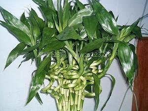 从风水角度分析富贵竹的养殖方法和注意事项