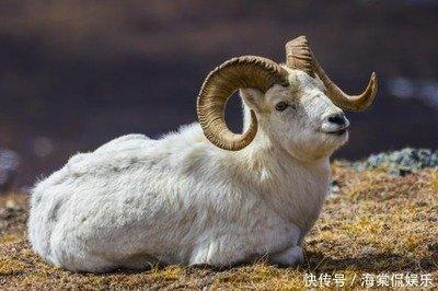 兔配什么生肖最好 属兔人与哪几个生肖会幸福