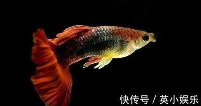 做梦梦见分居 分家 分开是什么意思