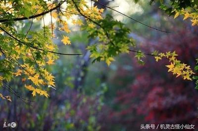 全方位解读1970年出生的人的2025年运势变化