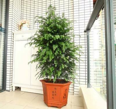 卧室植物摆放风水禁忌 卧室摆放植物最佳位置