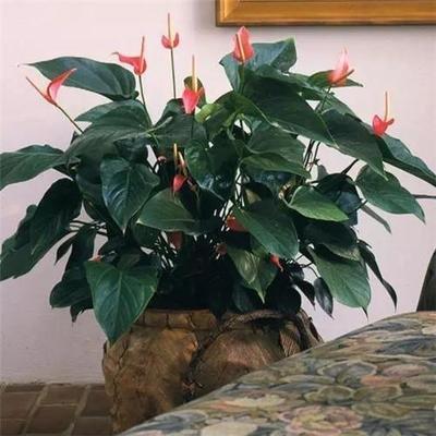 卧室植物风水 卧室内种植什么植物好