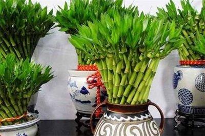 卧室植物风水 卧室内种植什么植物好