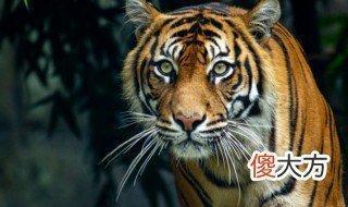 分析梦见老虎的含义 注意梦境的变化
