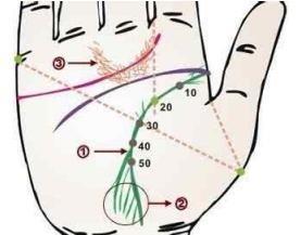 分析生命线分叉的寓意 生命线分叉好还是不好