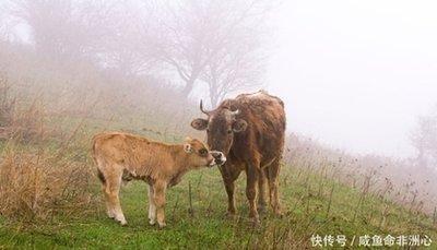 刑克太岁的一年会有好运吗生肖牛明年的好运介绍