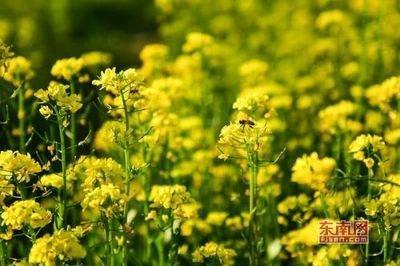 关于春分的谚语大全解析,春分要做什么事情
