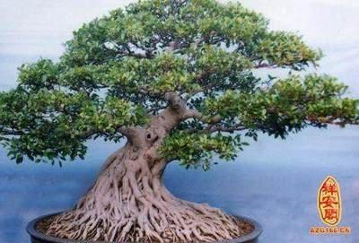 关于榕树盆景的风水作用你了解多少