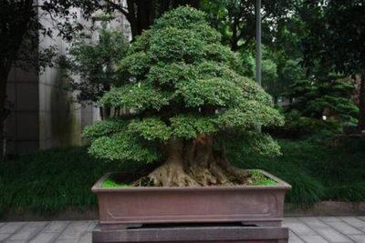 关于榕树盆景的风水作用你了解多少