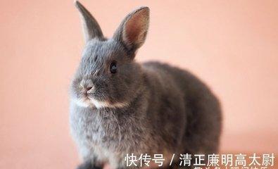 创业最容易成功的生肖 做生意有一套