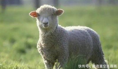 创业最容易成功的生肖 做生意有一套