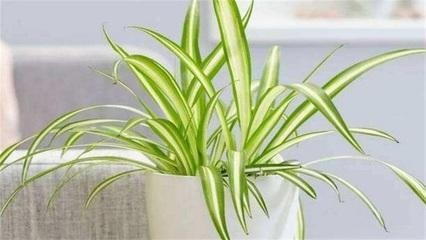卧室适合摆放植物吗 摆放什么植物比较好