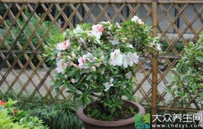 利用植物来增旺风水大有学问 巧置家中植物风水行好运