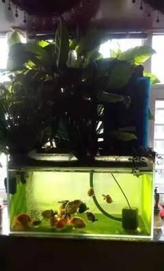 养金鱼时金鱼缸需要注意哪些风水问题