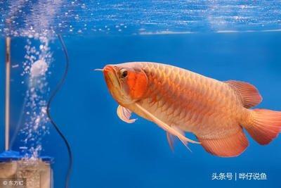 养银龙鱼需要关注哪些内容 才能让风水更好